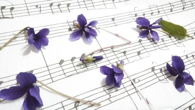 バイオリン初心者が壁を乗り越えるための10のステップ